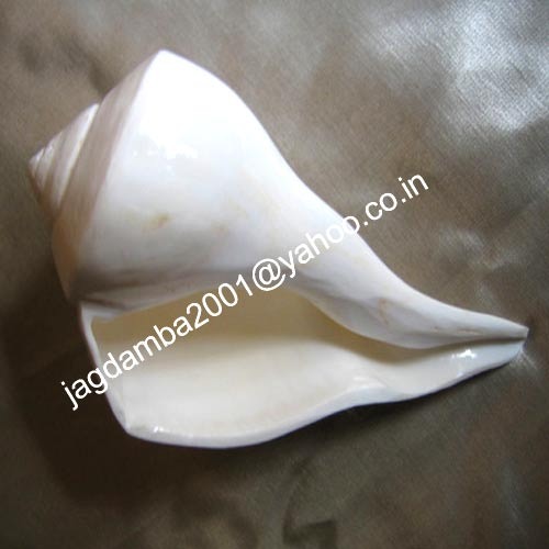 Manufacturers Exporters and Wholesale Suppliers of Conch Shell Agra Uttar Pradesh