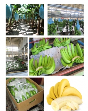 Manufacturers Exporters and Wholesale Suppliers of Banana Cavendish Mojokerto Other