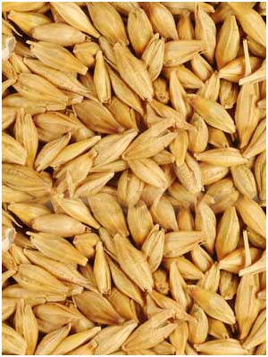 Barley Seeds