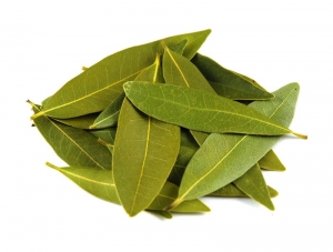 Bay Leaf Manufacturer Supplier Wholesale Exporter Importer Buyer Trader Retailer in Rourkela Orissa India