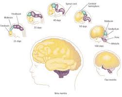 brain development Services in Durgapur West Bengal India