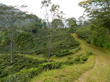 Manufacturers Exporters and Wholesale Suppliers of Nature Tour in Darjeeling Silguri West Bengal