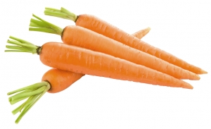 Manufacturers Exporters and Wholesale Suppliers of Carrot KOCHI Kerala