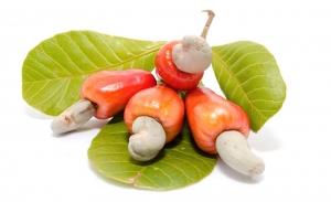 Cashew Fruit Manufacturer Supplier Wholesale Exporter Importer Buyer Trader Retailer in KOCHI Kerala India