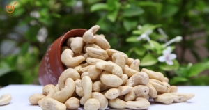 Manufacturers Exporters and Wholesale Suppliers of Cashew Rourkela Orissa