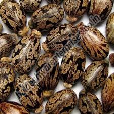 Manufacturers Exporters and Wholesale Suppliers of CASTOR SEEDS Kutch Gujarat