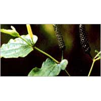 Manufacturers Exporters and Wholesale Suppliers of Long Pepper Plant Nagaon Assam