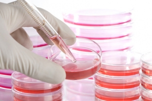 Service Provider of Cell Line Identification Service Pune Maharashtra 