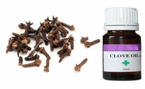 Clove Oil Manufacturer Supplier Wholesale Exporter Importer Buyer Trader Retailer in Mysore Karnataka India