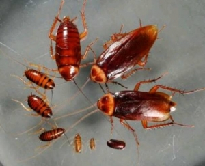 Service Provider of Cockroach Control Vadodara Gujarat