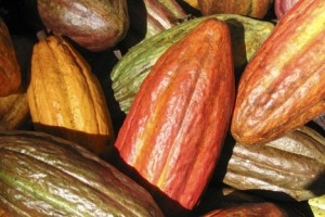 Cocoa Seed Extract ( Theobromine 10-20% )