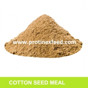 Cotton Seed Meal