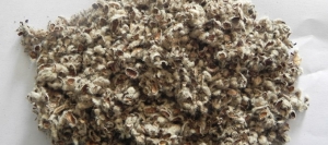 Cotton Seed Hulls Manufacturer Supplier Wholesale Exporter Importer Buyer Trader Retailer in JALNA Maharashtra India