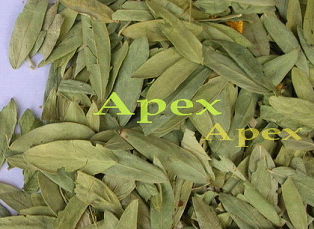 Manufacturers Exporters and Wholesale Suppliers of Senna Leaves and Pods Jaipur Rajasthan