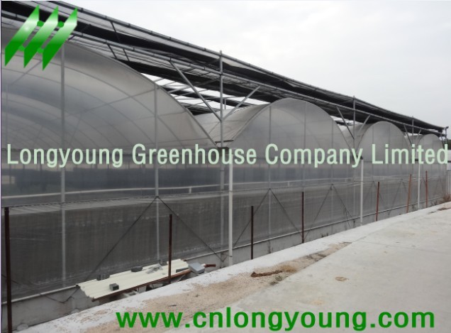 Manufacturers Exporters and Wholesale Suppliers of Gothic Plastic Film Multi-Span Greenhouse xiamen 
