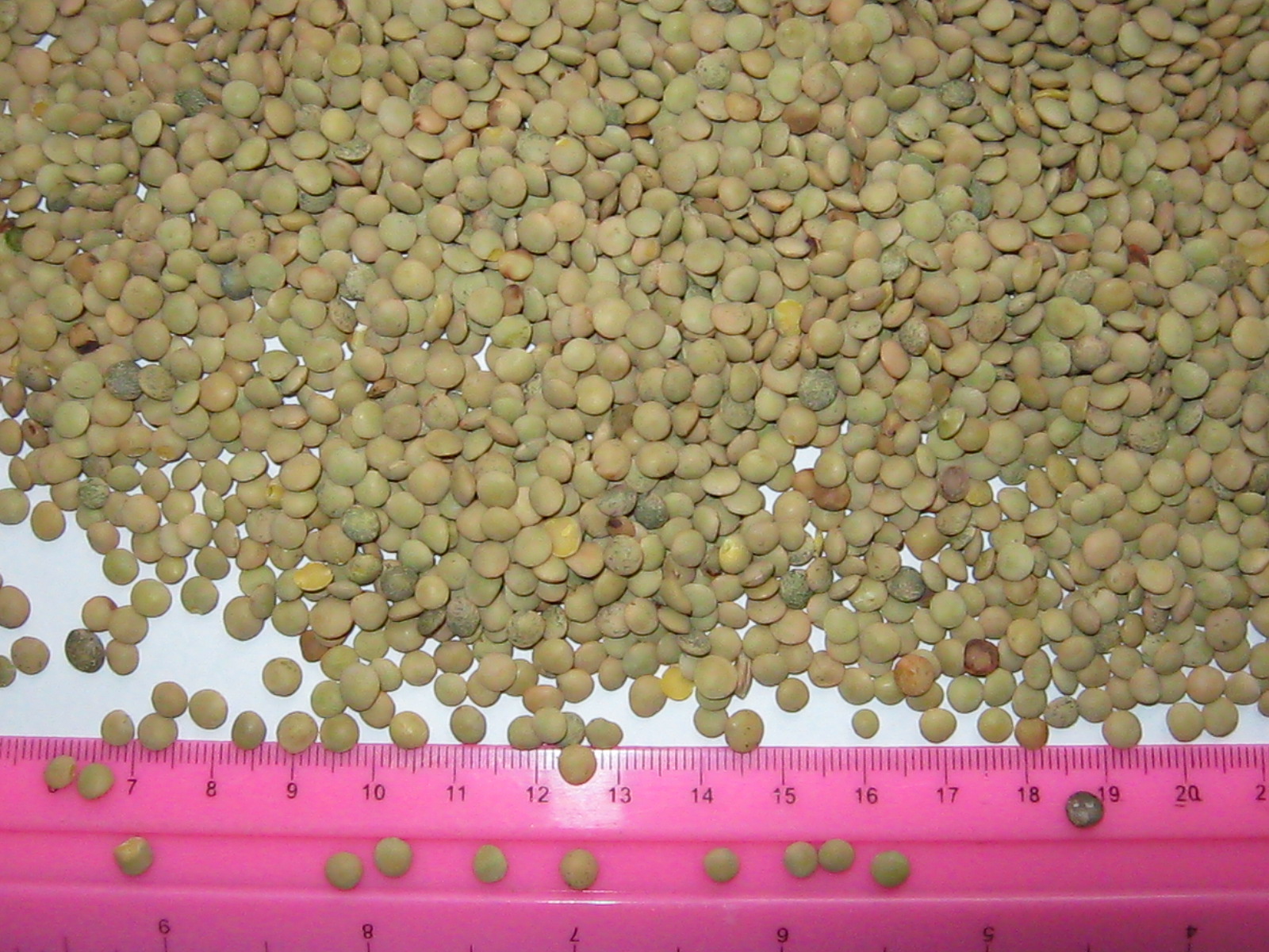 Manufacturers Exporters and Wholesale Suppliers of Green lentils Chernigiv 