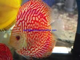 Service Provider of Red Pigeon Discus Fish Ho Chi Minh  