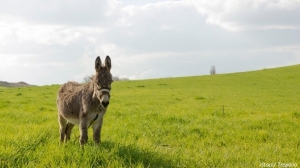 Manufacturers Exporters and Wholesale Suppliers of Donkey Milk Powder Chennai Tamil Nadu