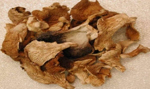 Dried oyster mushroom Manufacturer Supplier Wholesale Exporter Importer Buyer Trader Retailer in Pune Idaho India