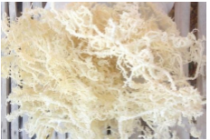 Manufacturers Exporters and Wholesale Suppliers of Dried Seaweed Mojokerto Other