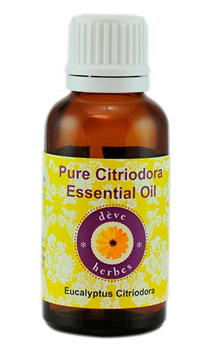 Eucalyptus Citriodora Oil Manufacturer Supplier Wholesale Exporter Importer Buyer Trader Retailer in Mysore Karnataka India