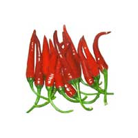Manufacturers Exporters and Wholesale Suppliers of Birds Eye Red Chilli Nagaon Assam