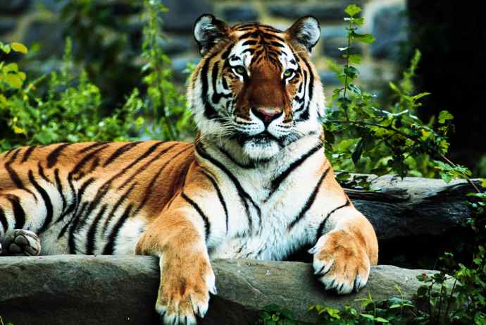 Manufacturers Exporters and Wholesale Suppliers of Rajasthan wild life tour New Delhi Delhi