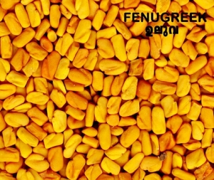 Manufacturers Exporters and Wholesale Suppliers of FENUGREEK KOCHI Kerala