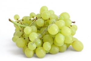 FRESH GRAPES Manufacturer Supplier Wholesale Exporter Importer Buyer Trader Retailer in Kutch Gujarat India