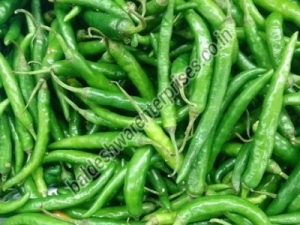 Manufacturers Exporters and Wholesale Suppliers of FRESH GREEN CHILIES Kutch Gujarat