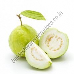 Manufacturers Exporters and Wholesale Suppliers of FRESH GUAVA Kutch Gujarat