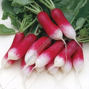 FRESH RADISH Manufacturer Supplier Wholesale Exporter Importer Buyer Trader Retailer in Kutch Gujarat India