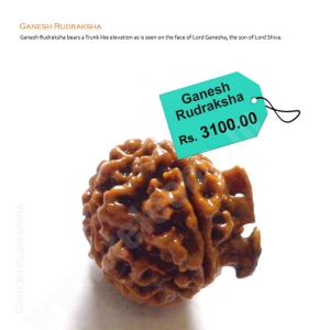 Manufacturers Exporters and Wholesale Suppliers of Ganesh Rudraksha Delhi Delhi