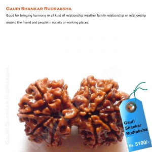 Manufacturers Exporters and Wholesale Suppliers of Gauri Shankar Rudraksha Delhi Delhi