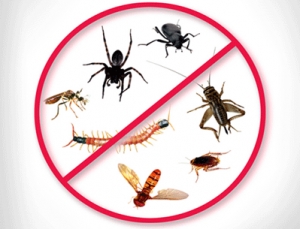 Service Provider of general Pest Control Noida Uttar Pradesh 