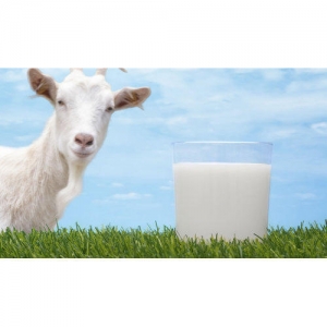 Goat Milk Manufacturer Supplier Wholesale Exporter Importer Buyer Trader Retailer in Chennai Tamil Nadu India