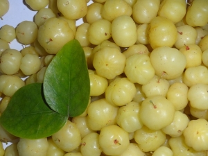Manufacturers Exporters and Wholesale Suppliers of Gooseberries Aligarh Uttar Pradesh