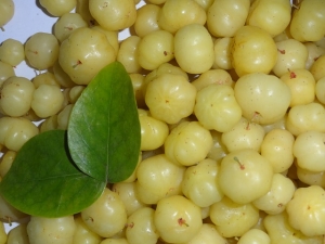 Gooseberries Manufacturer Supplier Wholesale Exporter Importer Buyer Trader Retailer in Aligarh Uttar Pradesh India