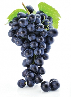 Manufacturers Exporters and Wholesale Suppliers of Grapes KOCHI Kerala