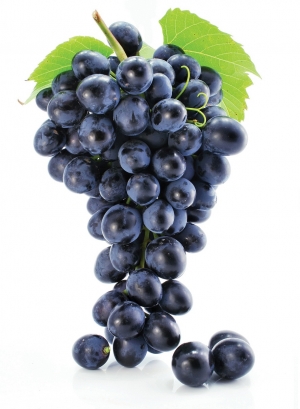 Grapes Manufacturer Supplier Wholesale Exporter Importer Buyer Trader Retailer in KOCHI Kerala India