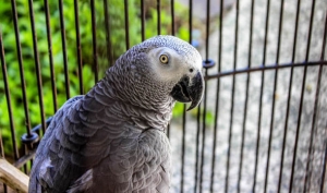 Grey Parrot