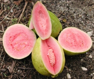 Guava Manufacturer Supplier Wholesale Exporter Importer Buyer Trader Retailer in Lucknow Uttar Pradesh India
