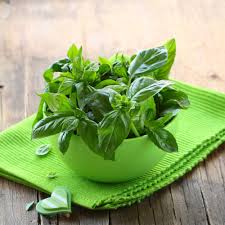 Basil oil Manufacturer Supplier Wholesale Exporter Importer Buyer Trader Retailer in Surat Gujarat India