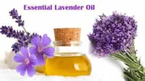 Lavender Oil Manufacturer Supplier Wholesale Exporter Importer Buyer Trader Retailer in Mysore Karnataka India