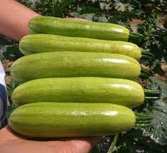 Service Provider of Courgette Apollo Delhi Delhi