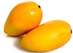Manufacturers Exporters and Wholesale Suppliers of Mango Lucknow Uttar Pradesh