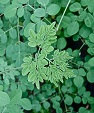 Moringa Oleifera  Extract (10:1)