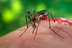 Service Provider of Mosquito Control Services Gurgaon Haryana