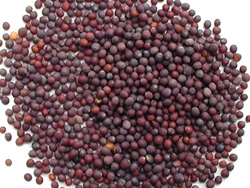 Mustard Seeds Manufacturer Supplier Wholesale Exporter Importer Buyer Trader Retailer in Coimbatore Tamil Nadu India