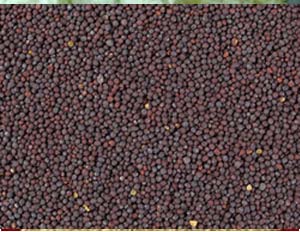 Manufacturers Exporters and Wholesale Suppliers of Mustard Seeds Jodhpur Rajasthan